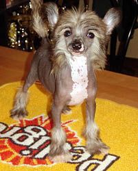 Oriental Jokes Venus