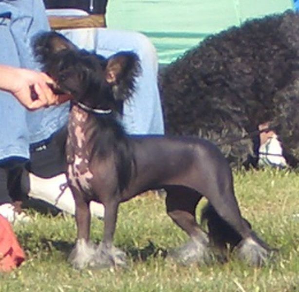 Sun-Hee's Queen of the Dark