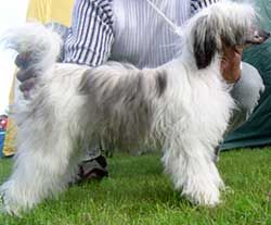 Willow Star's SweetHeart