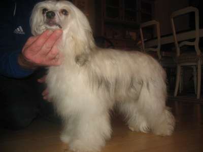 Koynaur's Diamondsandpearls