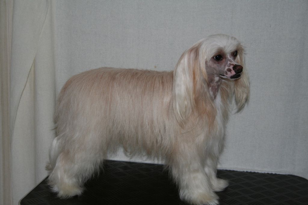 Zitrin'z Light The Way For Queen