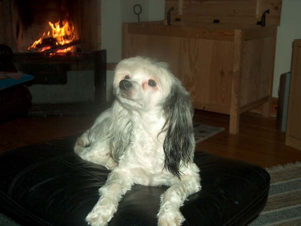 Madhatter's Cactusflower