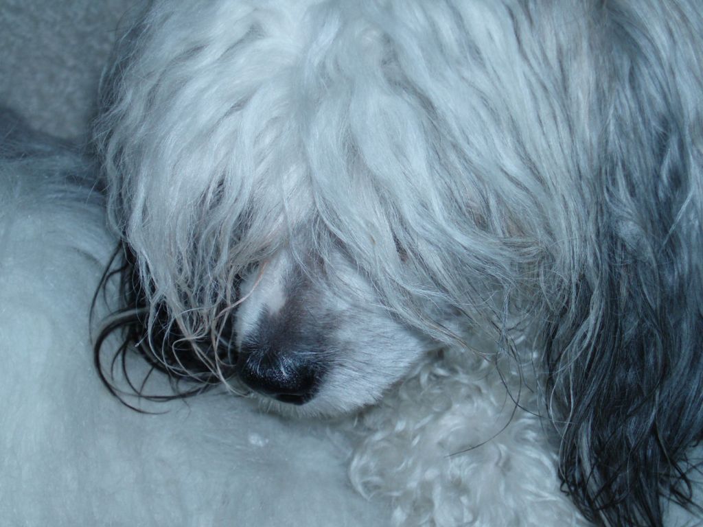 Madhatter's Cleverclogs