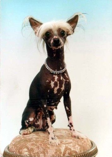 Lady Sara Van Jo Van