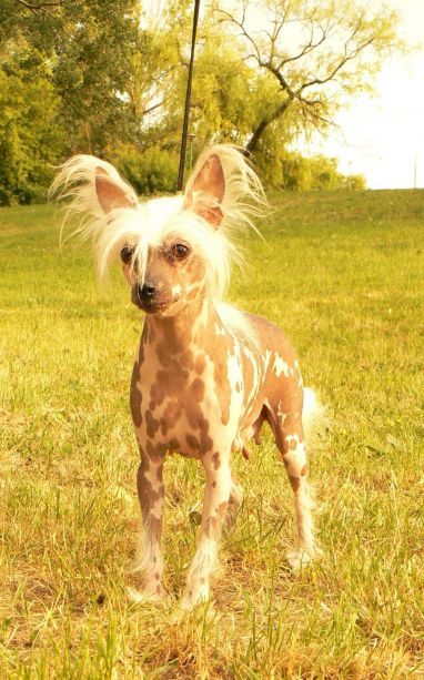 Flawia Zuzanna Fortunatax