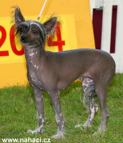 Elizabeth Jane Herbu Bawaria