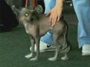 Dora Bertusowa Polana