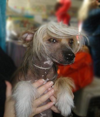 Volshebnaja Loshadka Kristl Hat