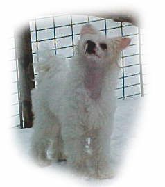 Mocci'z Highland Gold