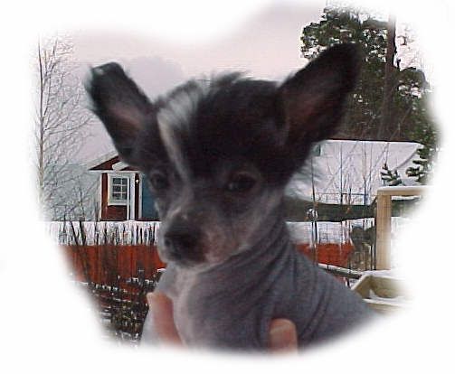 Mocci'z Highland Welcome