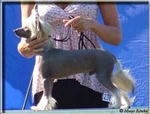 Lionheart Khrysler Imperial Texas