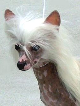 Experience Of Pleasure Von Shinbashi