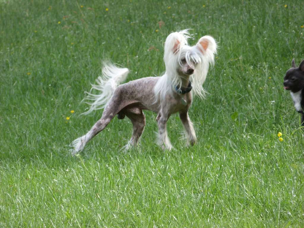 Whak the Weird von Shinbashi