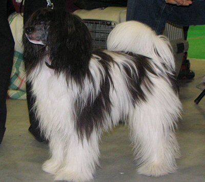 Chattanooga's What's Up