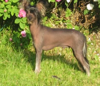 Debless One's Tengel