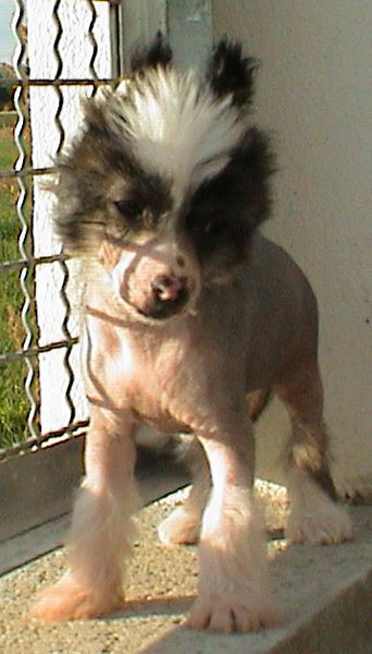 Magic Carpet's Callahan