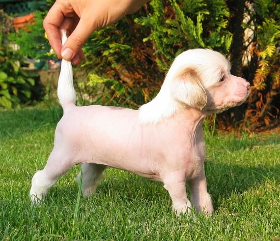 Be My Lady Stardust of Angel's Legacy