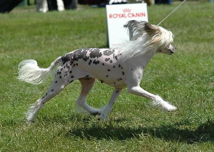 Bi Bob a Lu La of Angel's Legacy