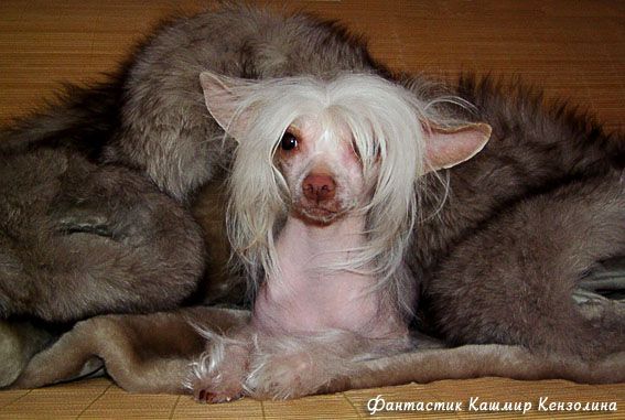 Fantastik Kashmir Kenzoina