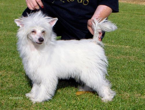 Xioma The Magic Dragon