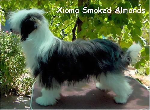 Xioma Smoked Almonds