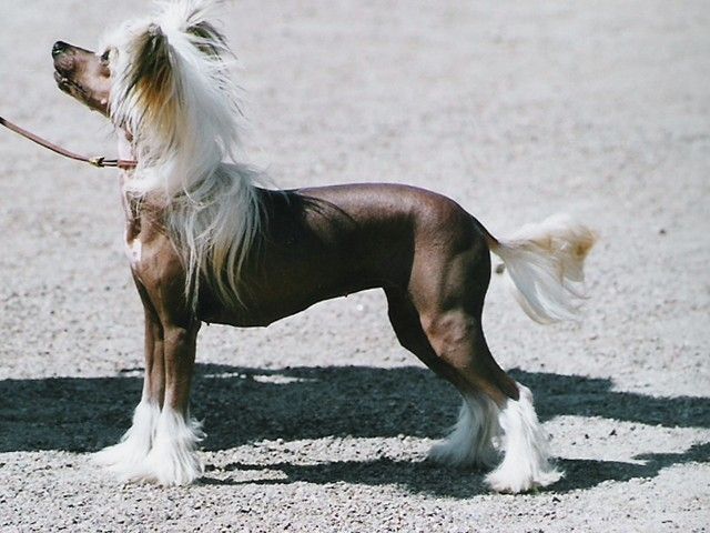 Kuutarhan Kastehelmi