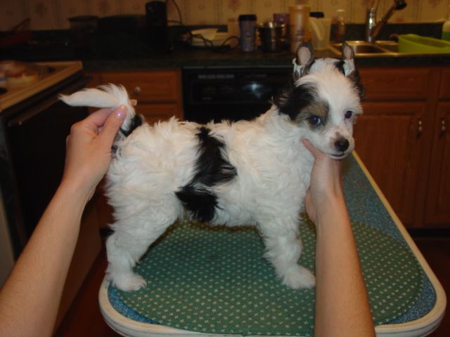 Jewels Run for the Roses