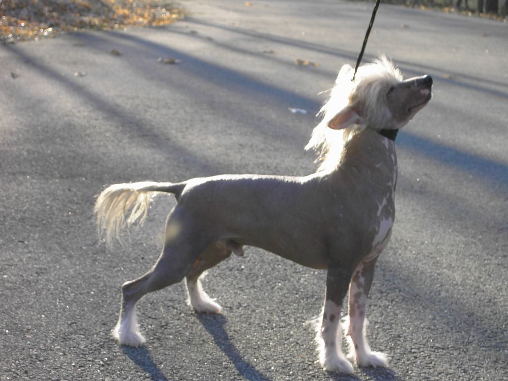 Su-Zen Hot Java Makara