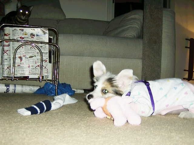 Mengshi's Pink Flirt