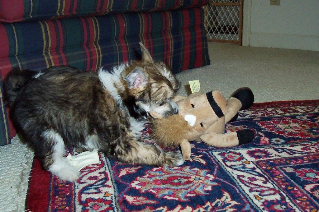 Mengshi's Always Afternoon