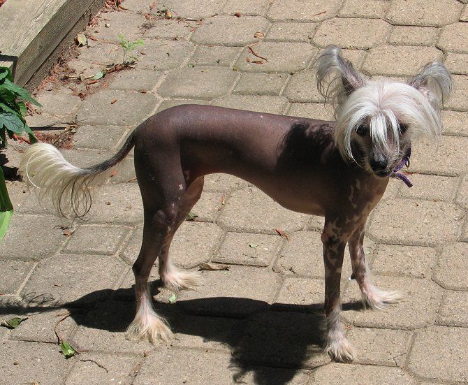 Haisha Hawai Dzieci Simby