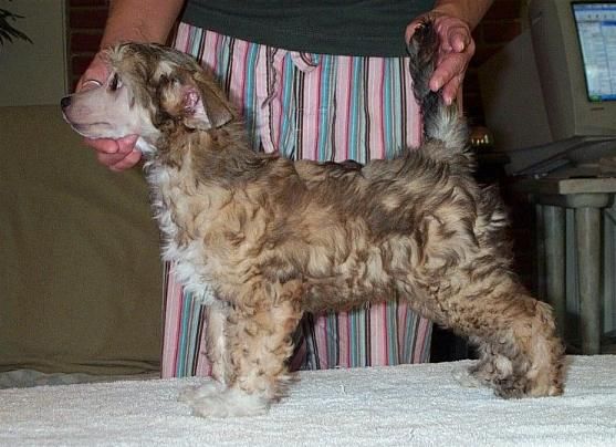 Wickhaven Bayshore Mr. Freeze