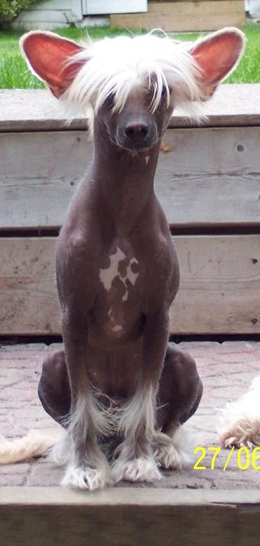 Bundas Wizard's Majic Wand