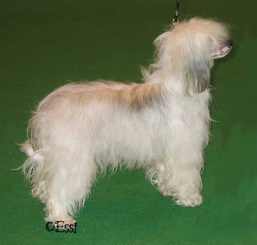 Philandiane I Believe In Khanor