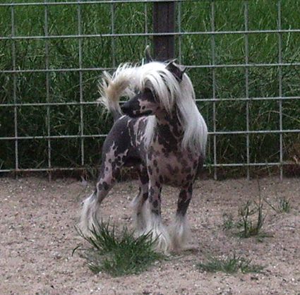 The Loaded Gun At N'Co