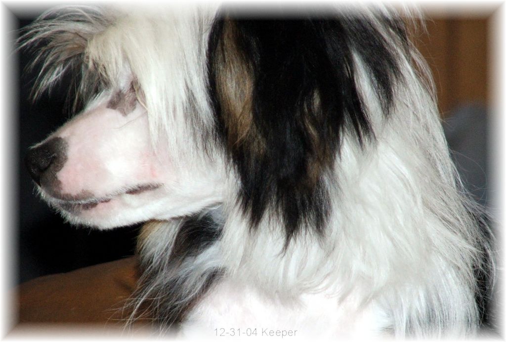 Poetic Tail's Keeper of Jesse