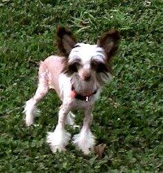 Kamaji Mocha FrappacinoNCreme HL