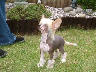 Shipstone Exclusive To Shumllea