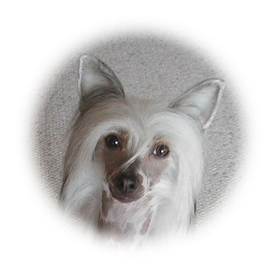 Rompford Lady Azzana