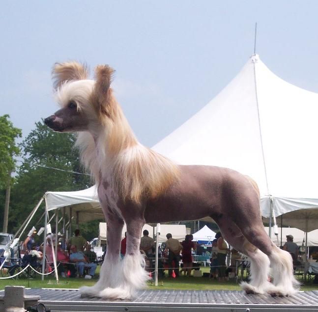 Crestyle I Luv Lucy Hl Cgn