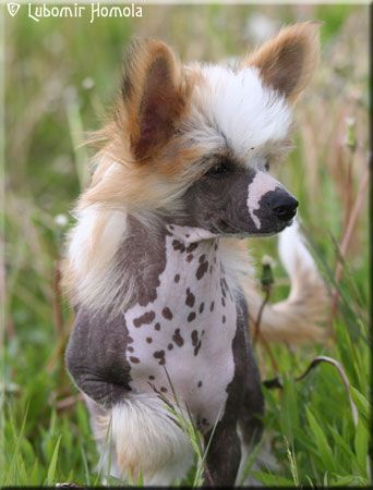 Family Song's Una Luna