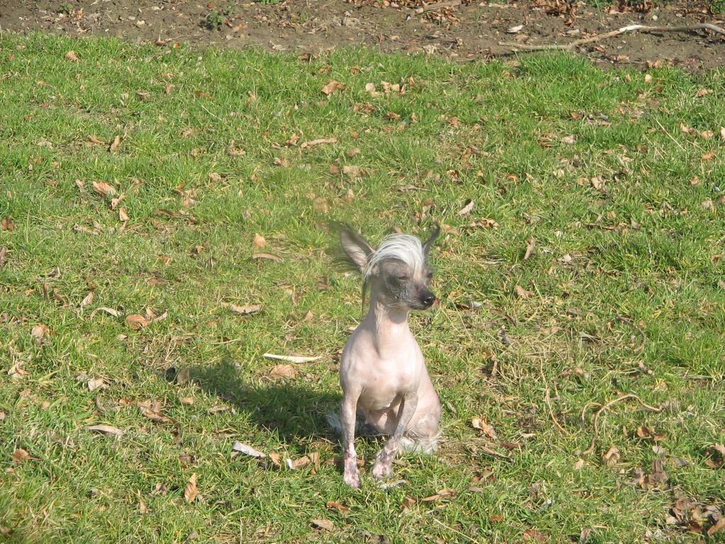 Zena Des Rubis De Lady C.