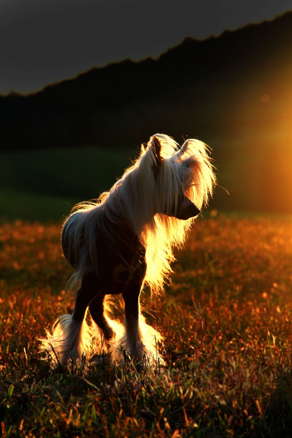 My Longtime Companion Ultimo