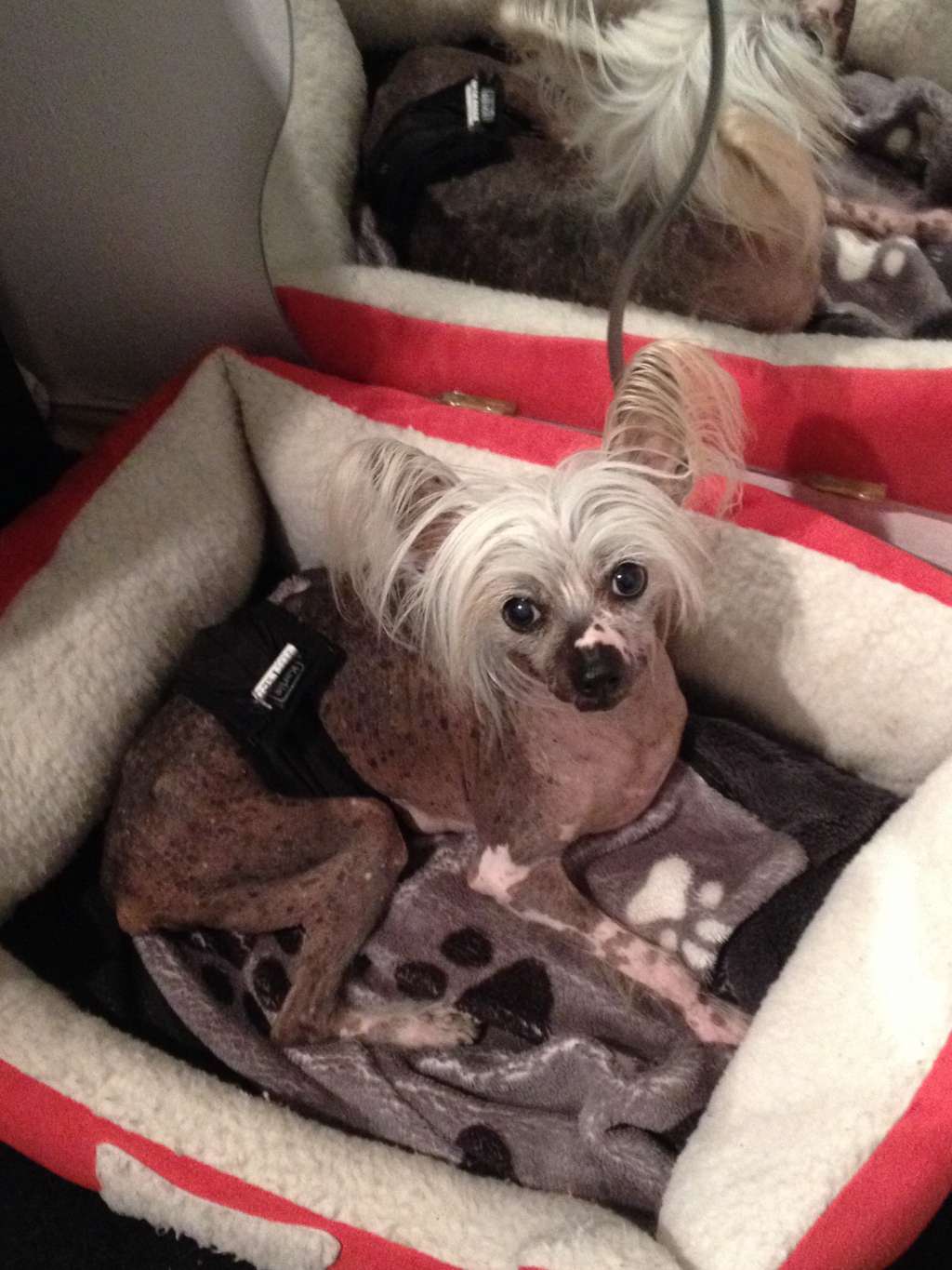 My Longtime Companion Uriel