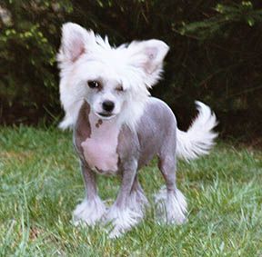 My Longtime Companion Wesley