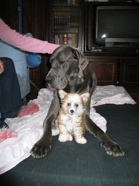 My Longtime Companion Xantos