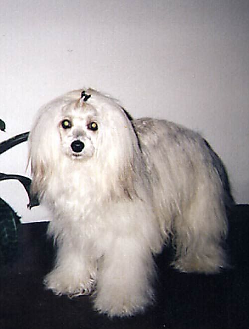 Guliver Alexa Lachesis