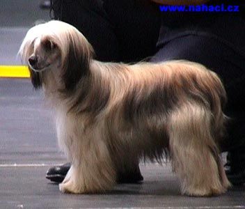 Colett Cherie Boheme