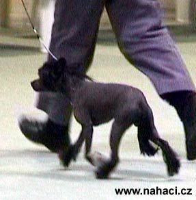 Blandora The Barbarian