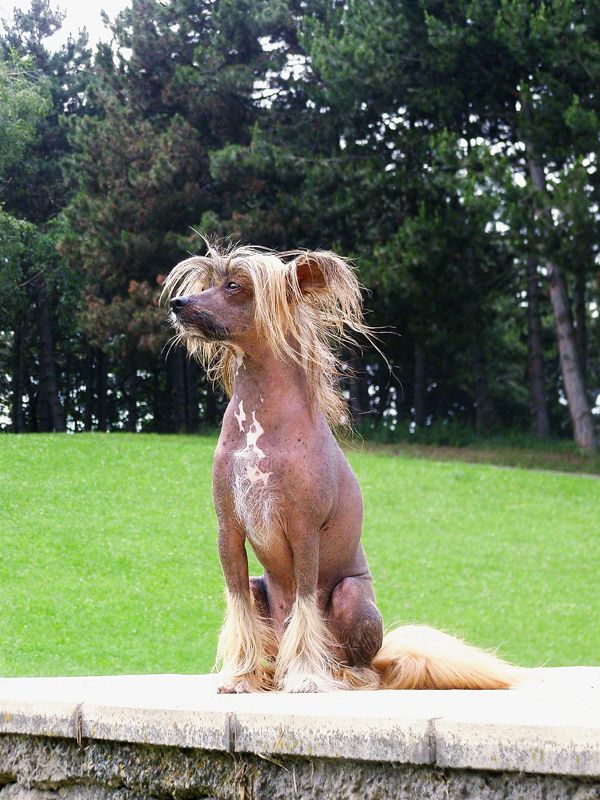 First Sampan Gavany's Bohemia